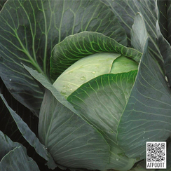 Бруно F1 семена капусты белокочанной (Bejo / Бейо)