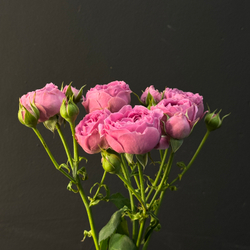 Кустовая Роза Mystic Bubbles, 1шт (ветка)