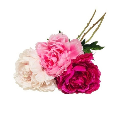 Пион распустившийся