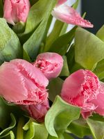 Тюльпаны кружевные - ярко-розовый цвет