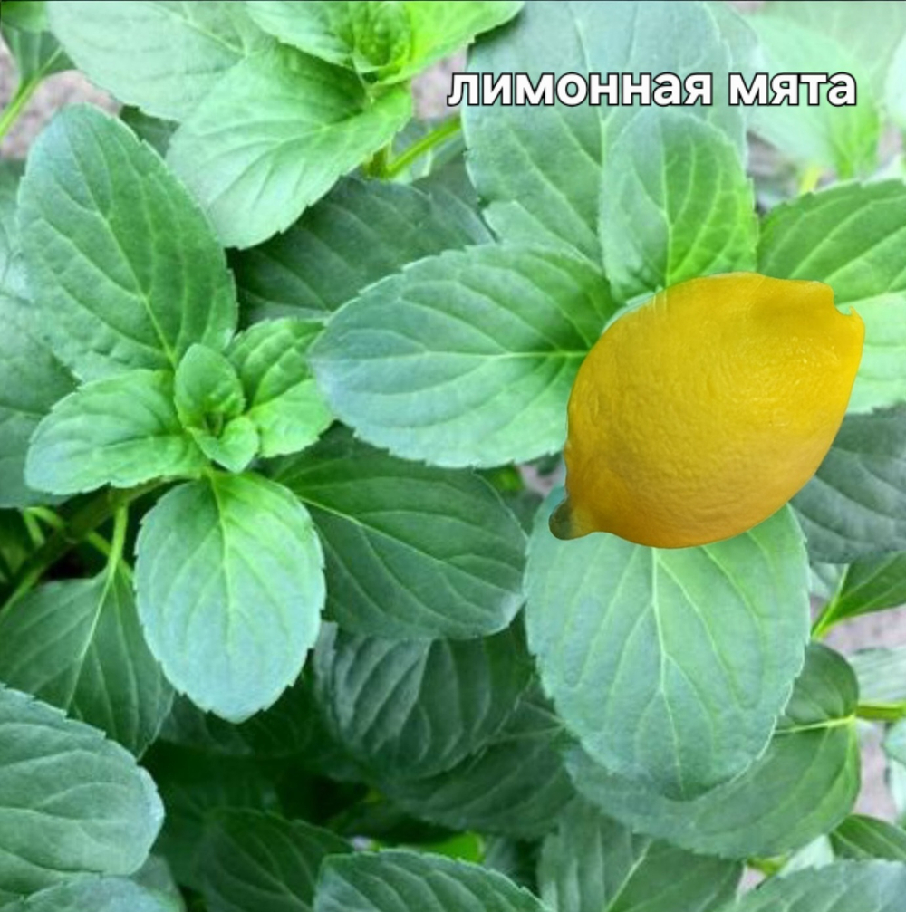 МЯТА ЛИМОН