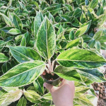 Аглаонема WHITE AURORA