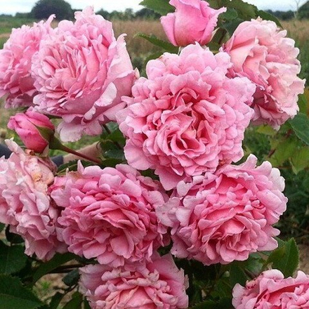 Роза плетистая Бьенвеню /Bienvenue, DELrochipar