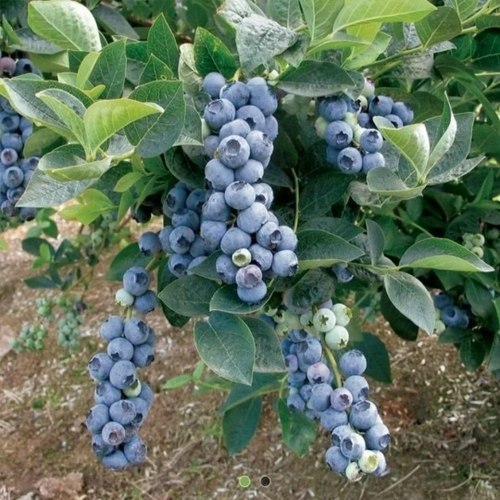 Голубика Блюкроп