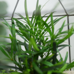 Готовый флорариум бонсай Подокарпус Хижина