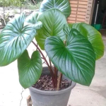 Хомаломена RED MOON