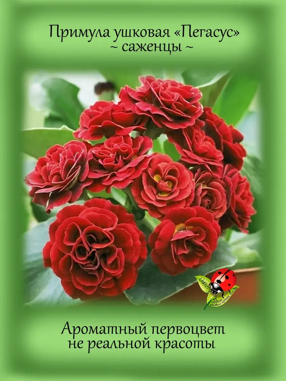 Примула ушковая Пегасус первоцвет