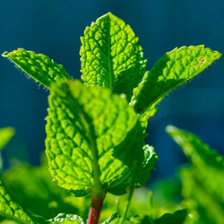 Мята перечная (трава) 500 г