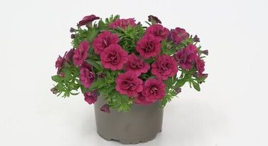 19271 Калибрахоа MINIFAMOUS ORO DOUBLE MAGENTA