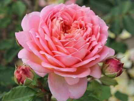 Джубили Селебрейшн