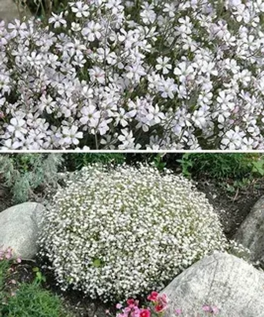 Гипсофила метельчатая Уайт Фестиваль С2 Закупка М39 июнь 2026