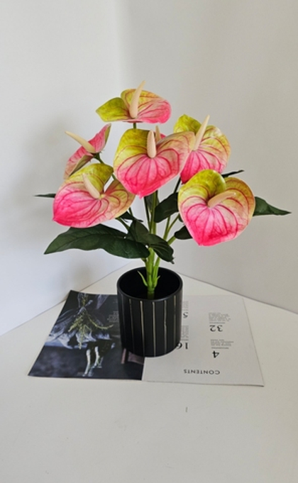 Антуриум кустовой / Арт 2288