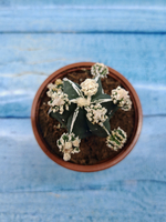 Astrophytum Myriostigma "Hakujo Fukuryu" (Астрофитум)