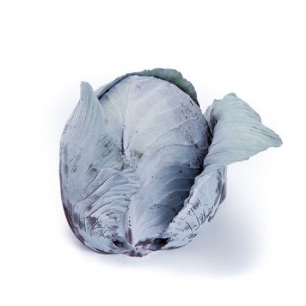 Редма F1 семена капусты краснокочанной (Rijk Zwaan / Райк Цваан)