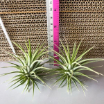Тилландсия ionantha
