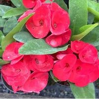 Эуфорбия Миля