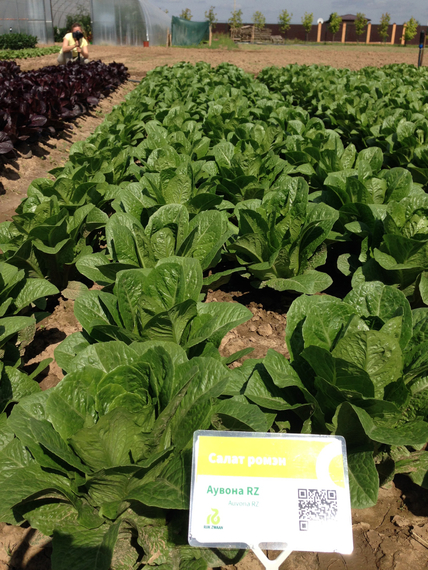 Аувона семена салата ромэн (Rijk Zwaan / Райк Цваан) в поле – фото 7