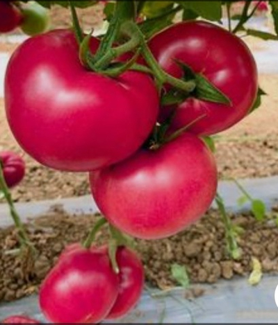 Томат розовый Пинк Паралель F1 - Pink Parallel F1 1000 семян