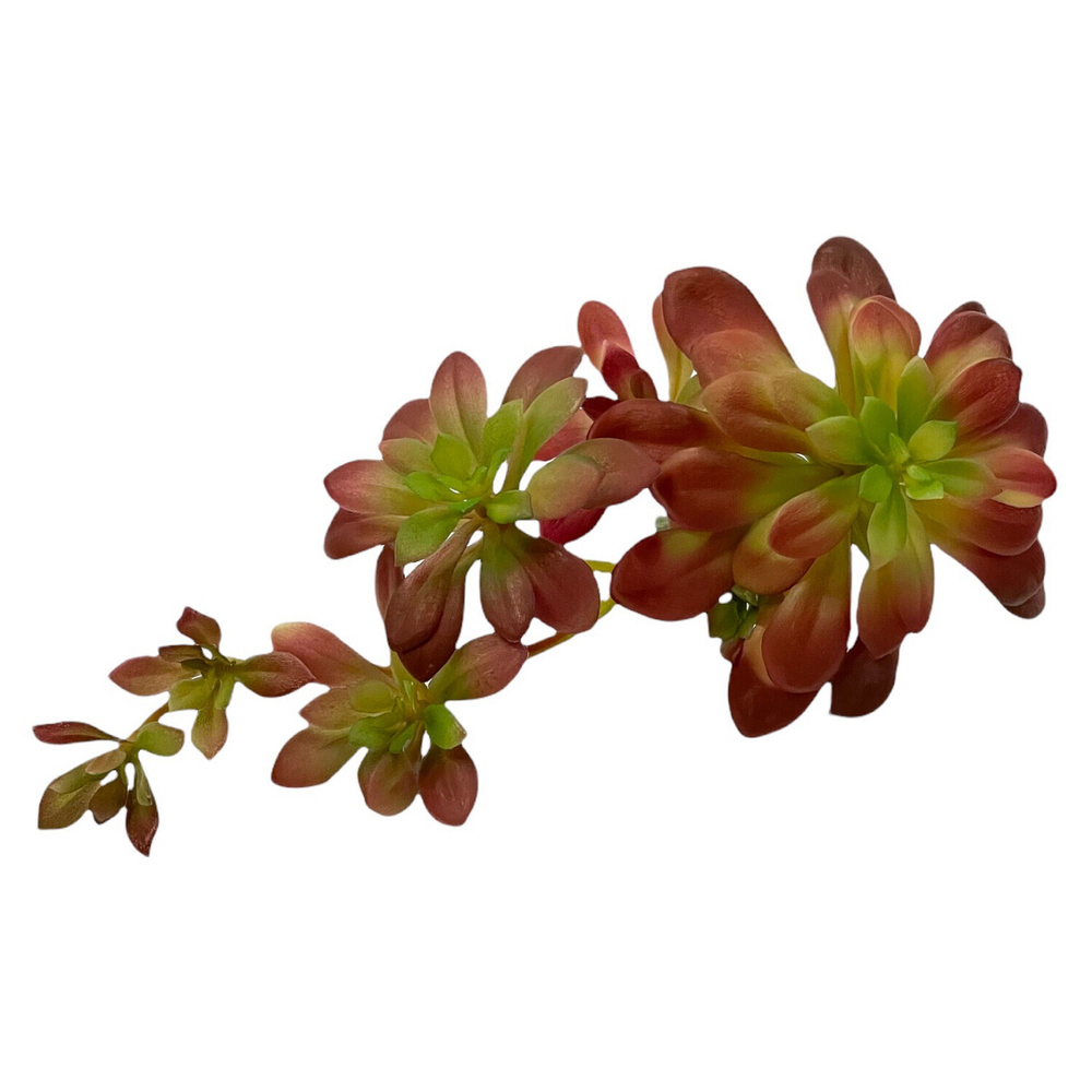 Суккулент красный ветка 6 шт.