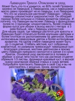 Лавандин Гроссо гибрид лаванды