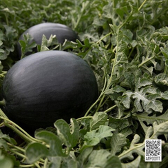 Уэльва F1 семена арбуза (Rijk Zwaan / Райк Цваан)
