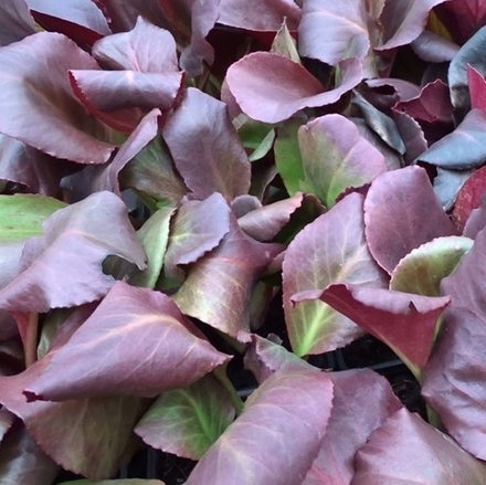 Бадан сердцелистный "Shoeshin Rose". Bergenia cordifolia "Shoeshin Rose".