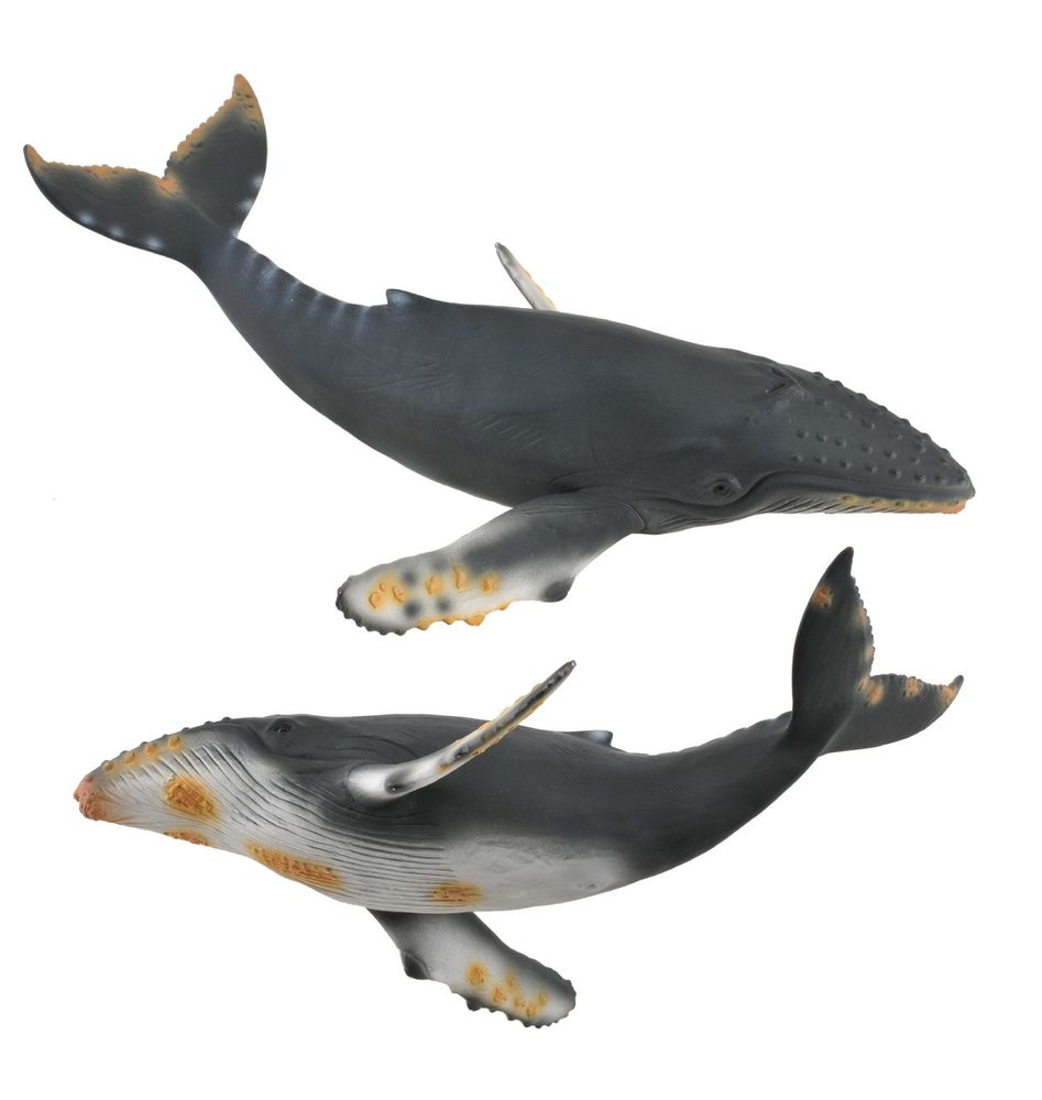 Горбатый кит, XL