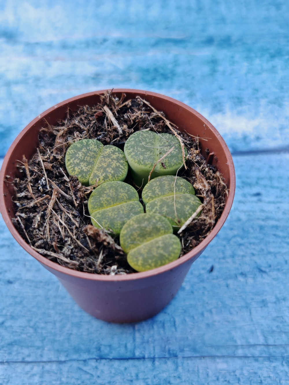 Lithops sp. (Литопсы)