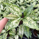 Аглаонема PHET NAM NUENG / FIRST DIAMOND