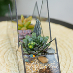 Готовый флорариум с суккулентами Горы "Грёзы востока"