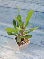 Euphorbia Milii (Эуфорбия)
