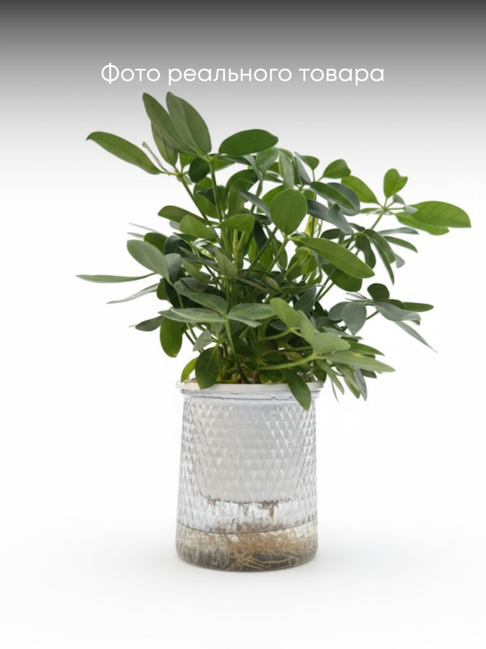 Шеффлера д.11, в горшке с автополивом