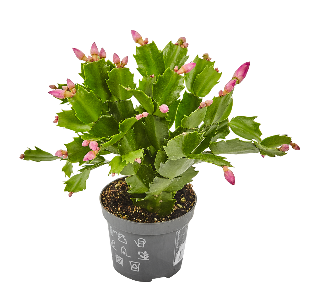 Рипсалидопсис (Пасхальный кактус)