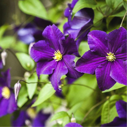 Клематис Виола С2