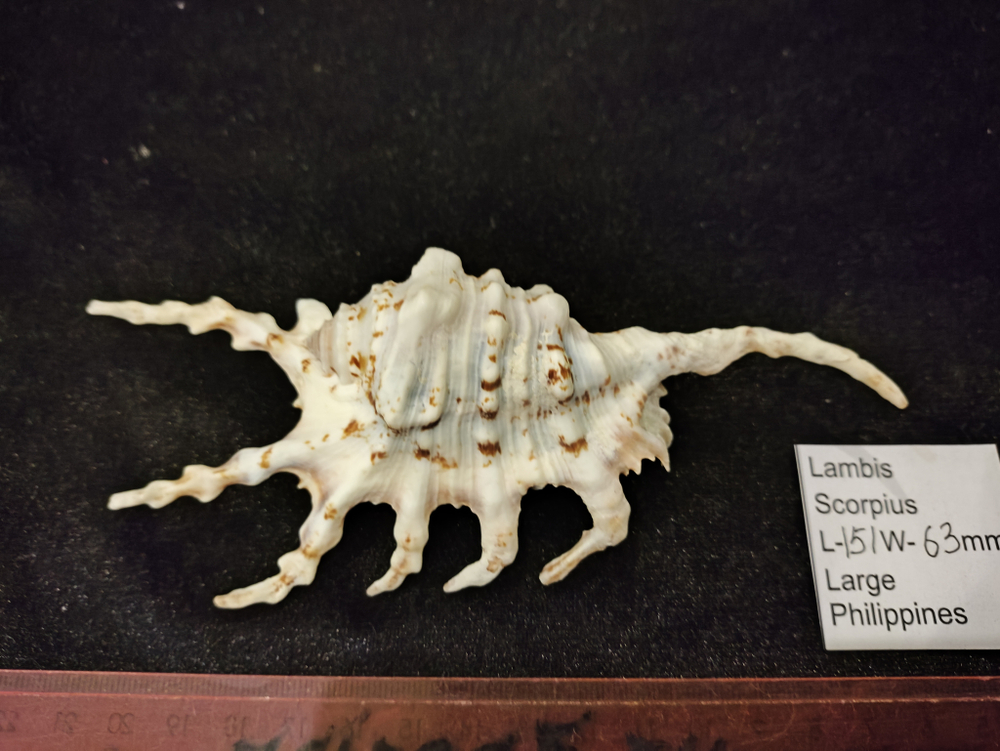 Лямбис Скорпиус "100-160мм"