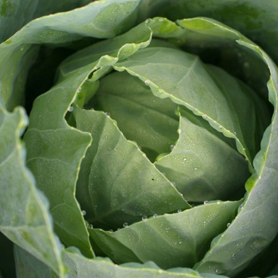 Текила F1 семена капусты белокочанной (Syngenta / ALEXAGRO) культура – фото 2