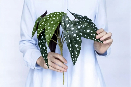 Бегония Макулата куст