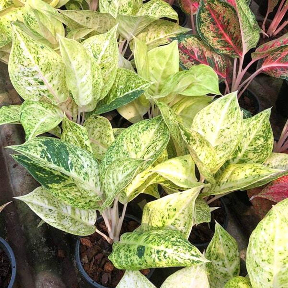 Аглаонема SUNRISE