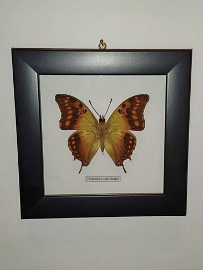 Бабочка Charaxes candiope в рамке