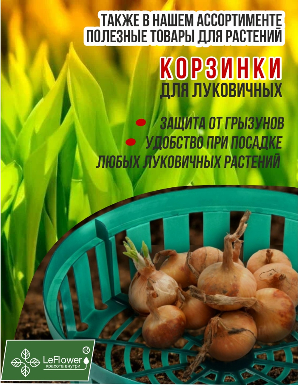 Тюльпан Луковица, Донателло, 5+ шт