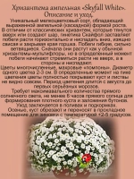Хризантема Скайфол белый ампельная
