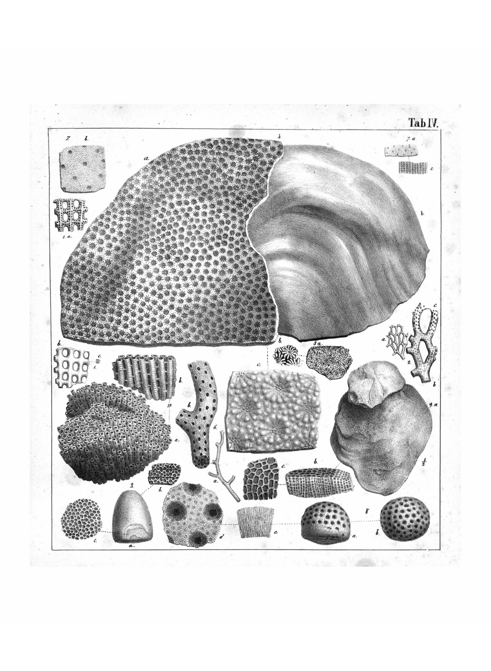 Атлас к Палеонтологии России | Эдуард Иванович Эйхвальд