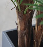 Пальма вашингтония 150 см.