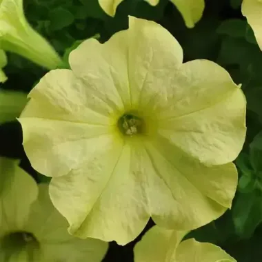 S5910 Петуния крупноцетковая Grandiflora SOPHISTICA® LIME GREEN 100 шт.