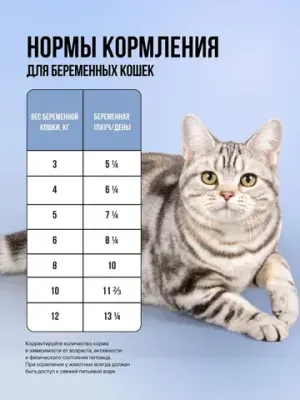 Пауч кусочки в соусе для котят и беременных кошек, с белой рыбой и тыквой