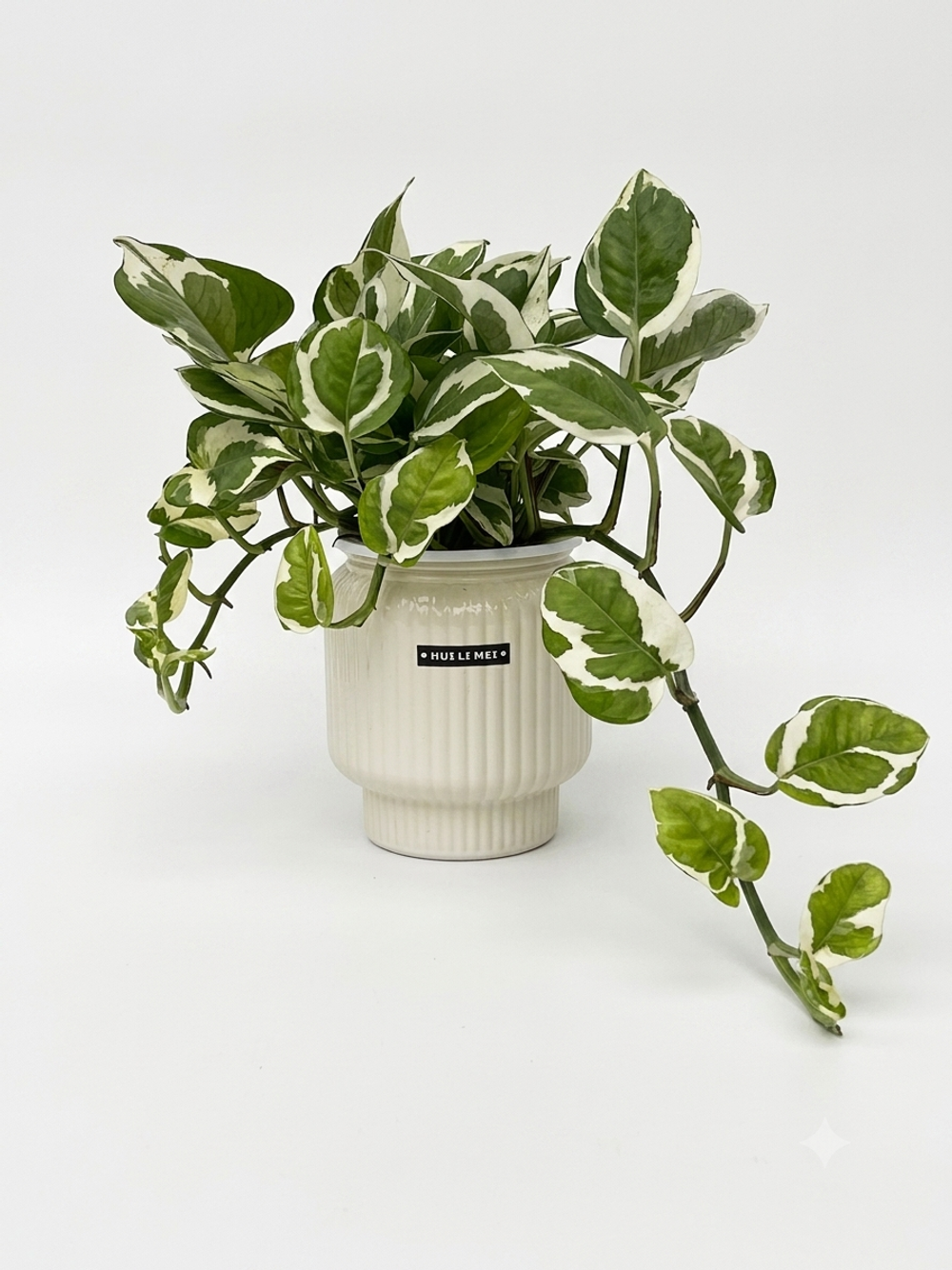 Эпипремнум Silver Pothos д.14 горшок с автополивом вк30 шк30 г700