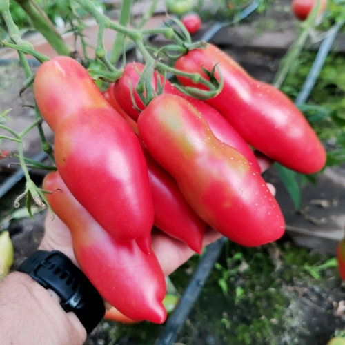 Помидоры Баба Яга - Baba Yaga Tomato