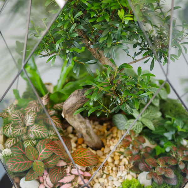 Флорариум бонсай Сизигиум Фаберже