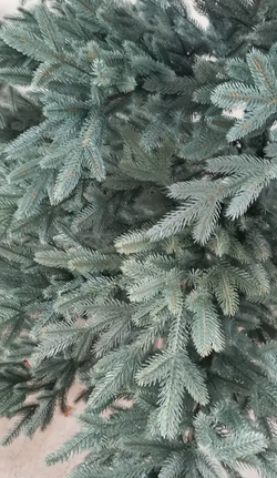 Ель Искусственная Царь елка Раскидистая Премиум голубая 210 см