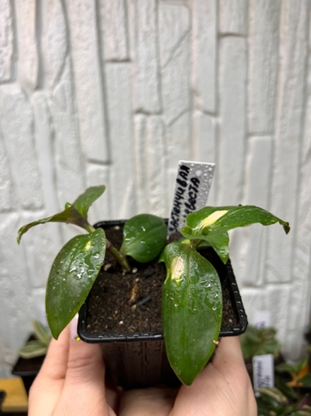 Застенчивая невеста